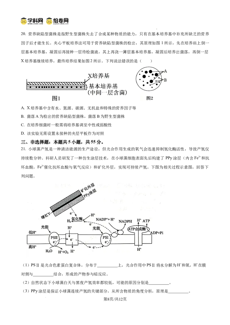 精品解析：2026届山东省东营市高三一模生物试题（原卷版）