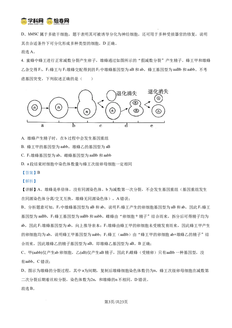 精品解析：2026届山东济宁市高三第一次模拟考试生物试题（解析版）