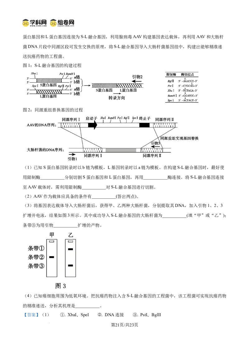 精品解析：2026届山东德州市高三下学期一模考试生物试题（解析版）