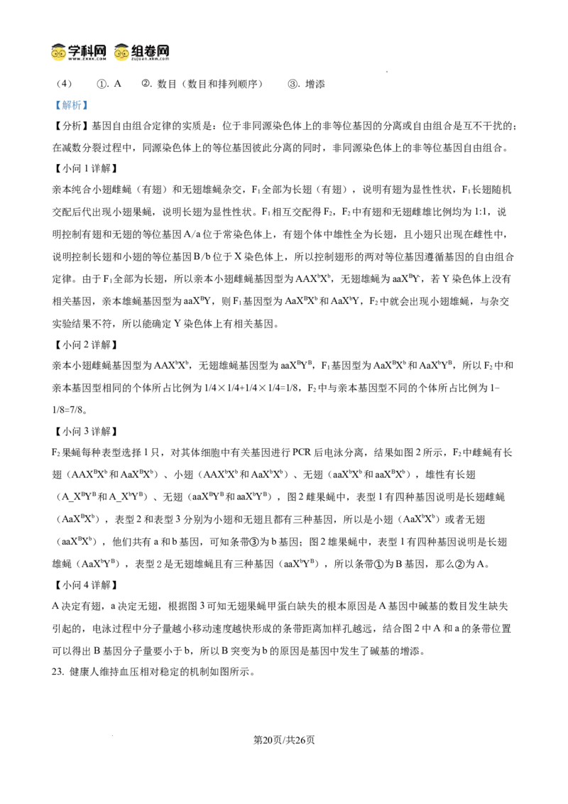精品解析：山东省滨州市2026届高三下学期一模考试生物试题（解析版）