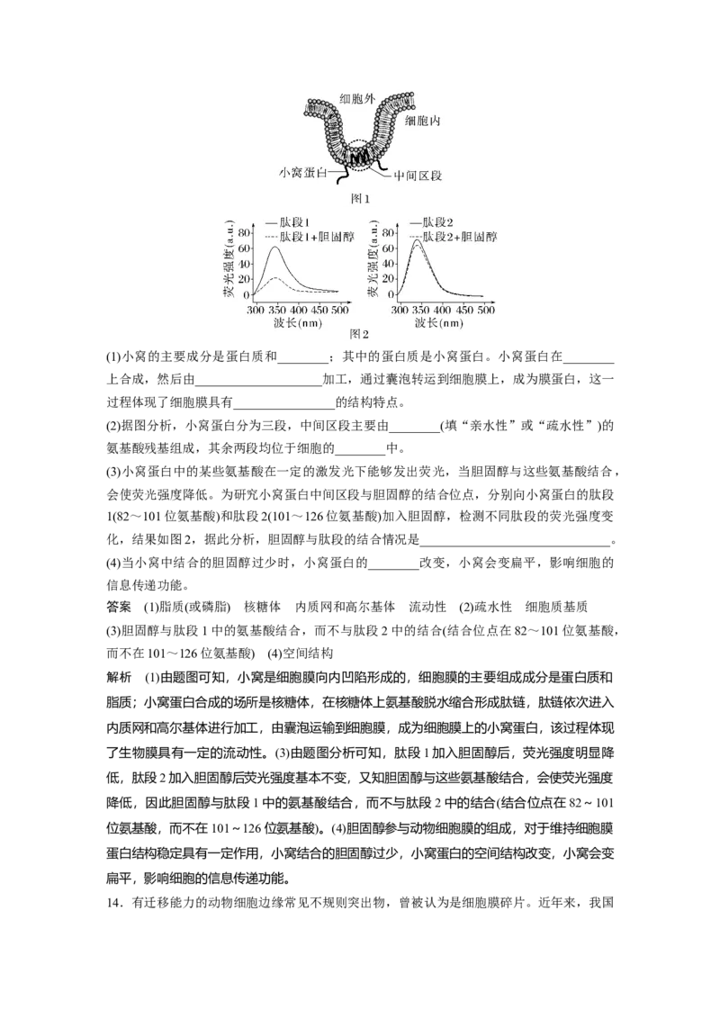 2024年高考生物一轮复习（新人教版）第2单元　第1课时　细胞膜的结构和功能_09高考生物_2024年新高考资料_1.2024一轮复习_2024年高考生物一轮复习讲义（新人教版）