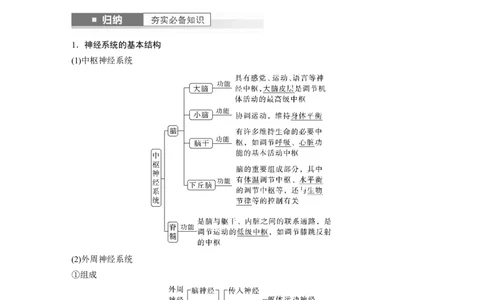 2024年高考生物一轮复习（新人教版）第8单元　第2课时　神经调节的结构基础及基本方式_09高考生物_2024年新高考资料_1.2024一轮复习_2024年高考生物一轮复习讲义（新人教版）