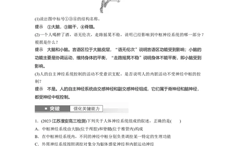 2024年高考生物一轮复习（新人教版）第8单元　第2课时　神经调节的结构基础及基本方式_09高考生物_2024年新高考资料_1.2024一轮复习_2024年高考生物一轮复习讲义（新人教版）