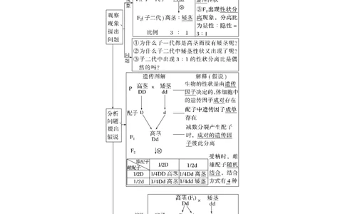 2024年高考生物一轮复习（新人教版）第5单元　第1课时　分离定律的发现_09高考生物_2024年新高考资料_1.2024一轮复习_2024年高考生物一轮复习讲义（新人教版）