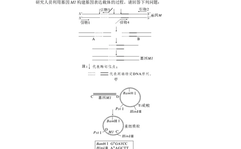 2024年高考生物一轮复习（新人教版）第10单元　解惑练4　PCR技术拓展应用_09高考生物_2024年新高考资料_1.2024一轮复习_2024年高考生物一轮复习讲义（新人教版）