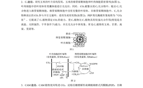 2024年高考生物一轮复习（新人教版）第3单元　解惑练1　C3植物、C4植物和CAM植物_09高考生物_2024年新高考资料_1.2024一轮复习_2024年高考生物一轮复习讲义（新人教版）