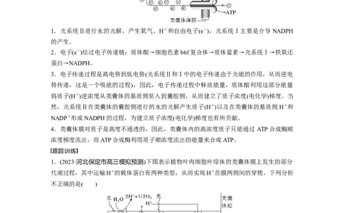 2024年高考生物一轮复习（新人教版）第3单元　解惑练3　光系统及电子传递链_09高考生物_2024年新高考资料_1.2024一轮复习_2024年高考生物一轮复习讲义（新人教版）