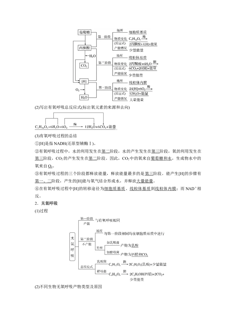 2024年高考生物一轮复习（新人教版）第3单元　第3课时　细胞呼吸的方式和过程_09高考生物_2024年新高考资料_1.2024一轮复习_2024年高考生物一轮复习讲义（新人教版）