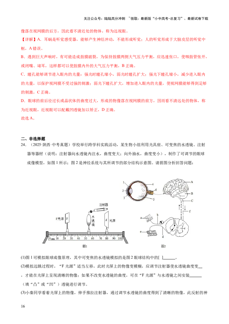 专题07人体生命活动的调节（全国通用）（解析版）_02中考总复习（2026版更新中）_08-生物-中考总复习_2026年中考复习（更新中）