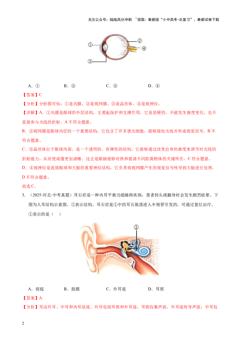 专题07人体生命活动的调节（全国通用）（解析版）_02中考总复习（2026版更新中）_08-生物-中考总复习_2026年中考复习（更新中）
