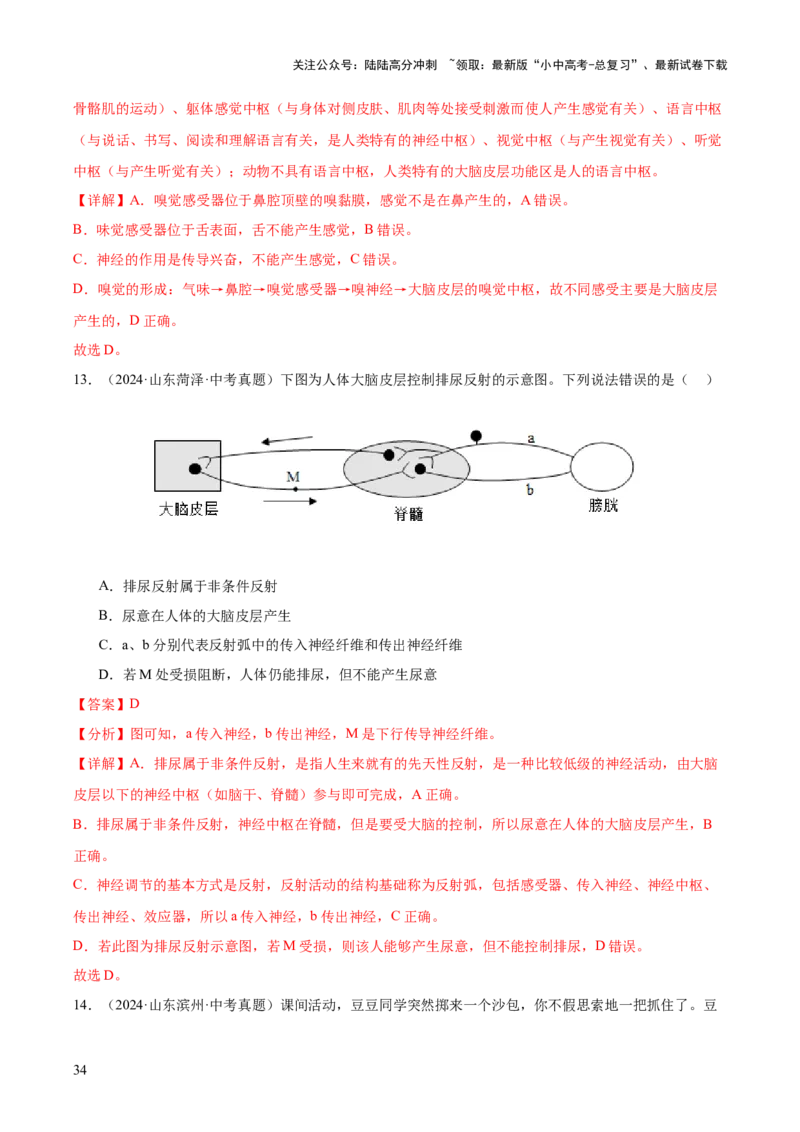 专题07人体生命活动的调节（全国通用）（解析版）_02中考总复习（2026版更新中）_08-生物-中考总复习_2026年中考复习（更新中）