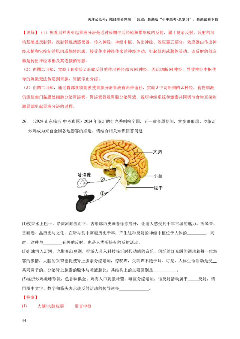专题07人体生命活动的调节（全国通用）（解析版）_02中考总复习（2026版更新中）_08-生物-中考总复习_2026年中考复习（更新中）