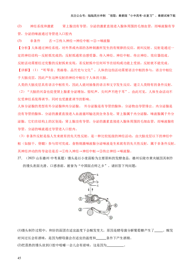 专题07人体生命活动的调节（全国通用）（解析版）_02中考总复习（2026版更新中）_08-生物-中考总复习_2026年中考复习（更新中）