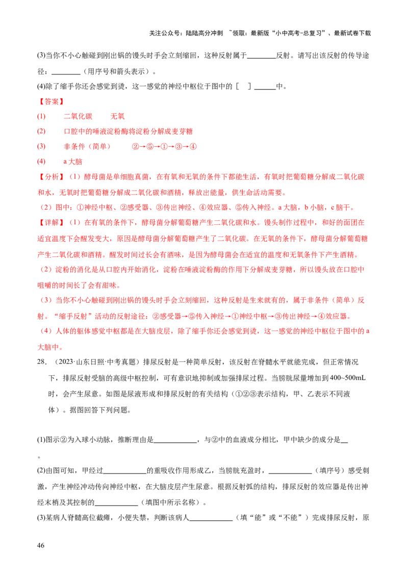 专题07人体生命活动的调节（全国通用）（解析版）_02中考总复习（2026版更新中）_08-生物-中考总复习_2026年中考复习（更新中）