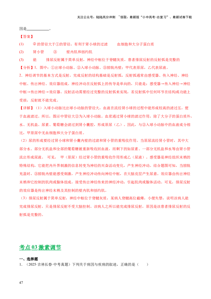 专题07人体生命活动的调节（全国通用）（解析版）_02中考总复习（2026版更新中）_08-生物-中考总复习_2026年中考复习（更新中）