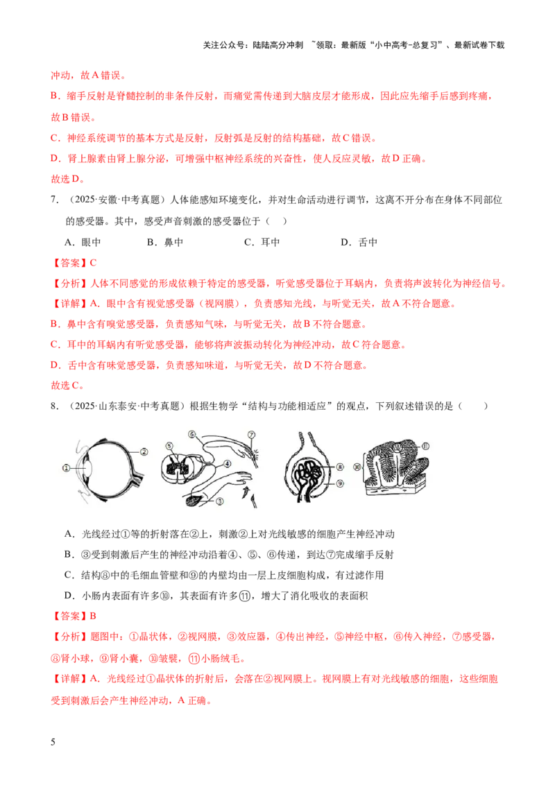 专题07人体生命活动的调节（全国通用）（解析版）_02中考总复习（2026版更新中）_08-生物-中考总复习_2026年中考复习（更新中）