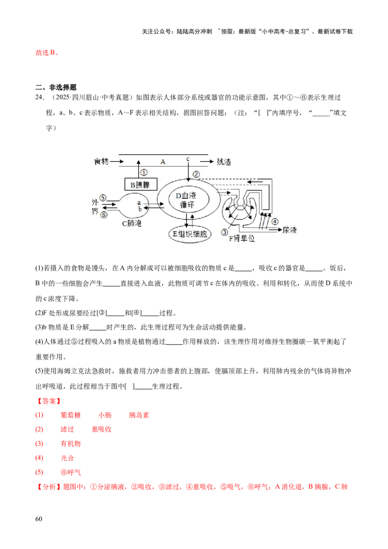 专题07人体生命活动的调节（全国通用）（解析版）_02中考总复习（2026版更新中）_08-生物-中考总复习_2026年中考复习（更新中）