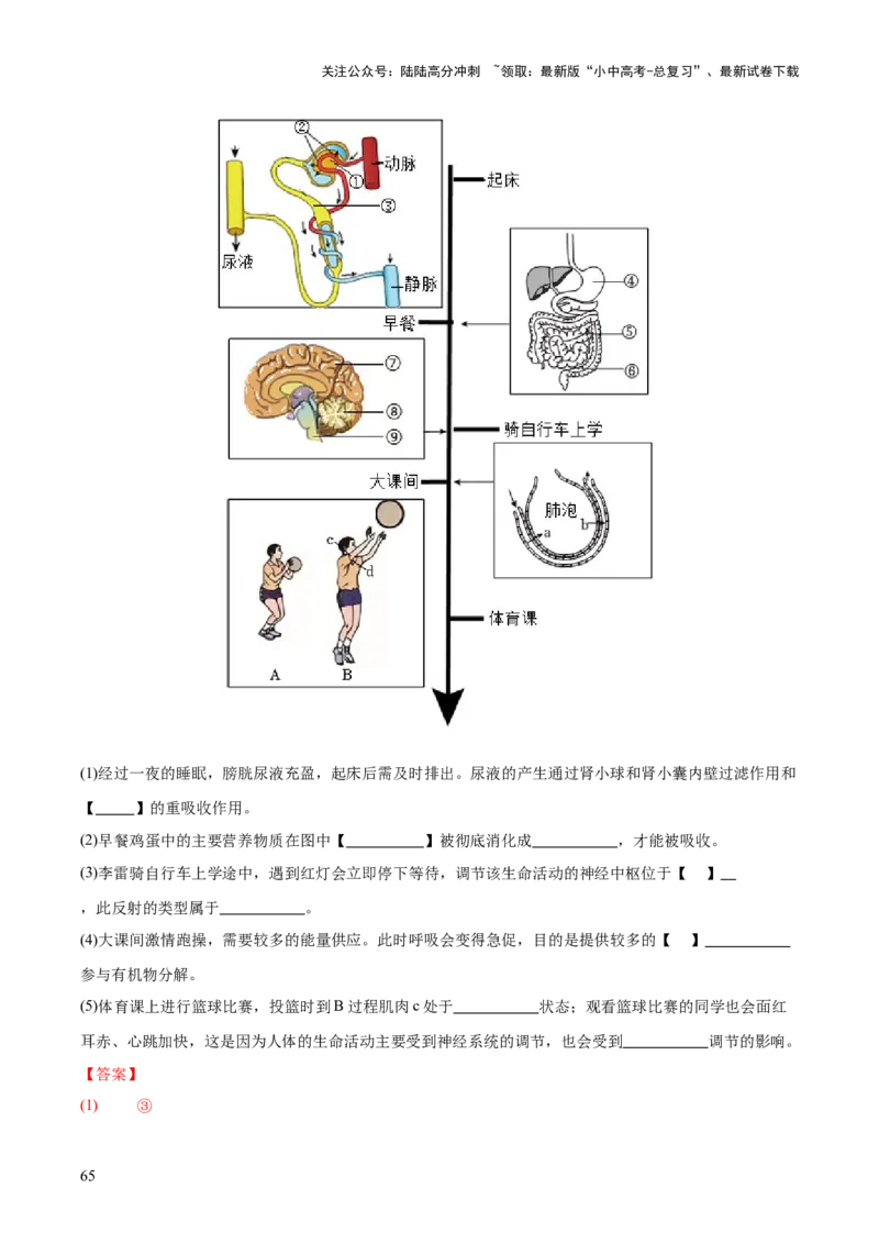 专题07人体生命活动的调节（全国通用）（解析版）_02中考总复习（2026版更新中）_08-生物-中考总复习_2026年中考复习（更新中）