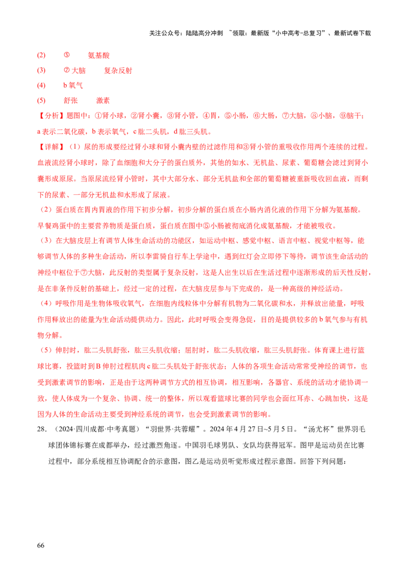 专题07人体生命活动的调节（全国通用）（解析版）_02中考总复习（2026版更新中）_08-生物-中考总复习_2026年中考复习（更新中）