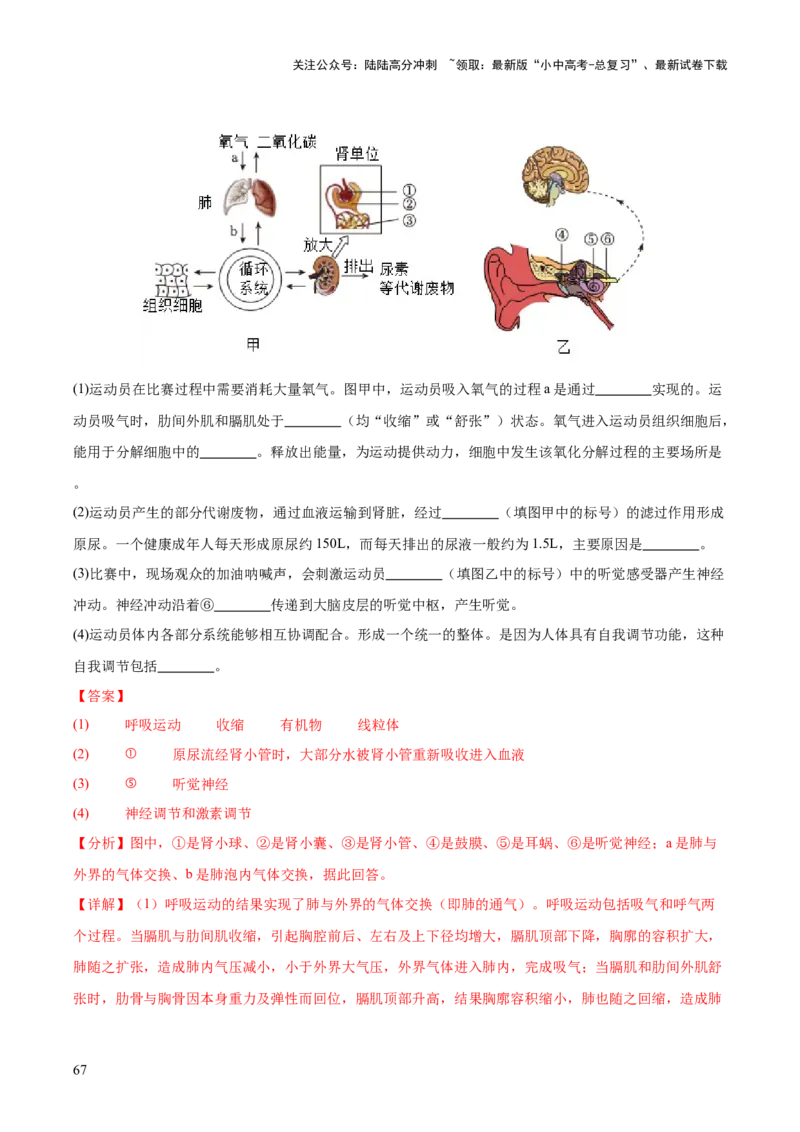 专题07人体生命活动的调节（全国通用）（解析版）_02中考总复习（2026版更新中）_08-生物-中考总复习_2026年中考复习（更新中）