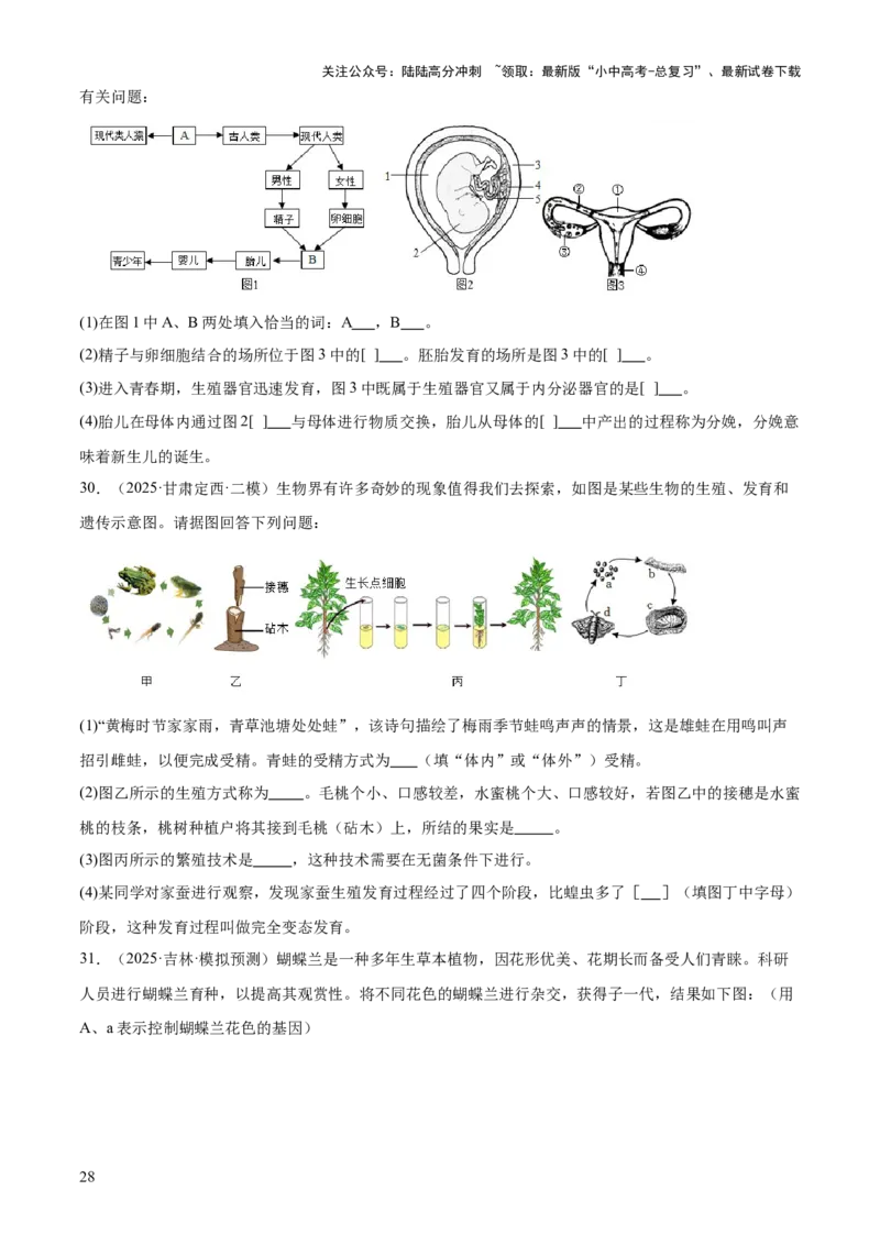 专题06生物的生殖发育、遗传和进化（3大答题模板）（原卷版）_02中考总复习（2026版更新中）_08-生物-中考总复习_2025中考复习资料_2025年中考生物答题方法模板