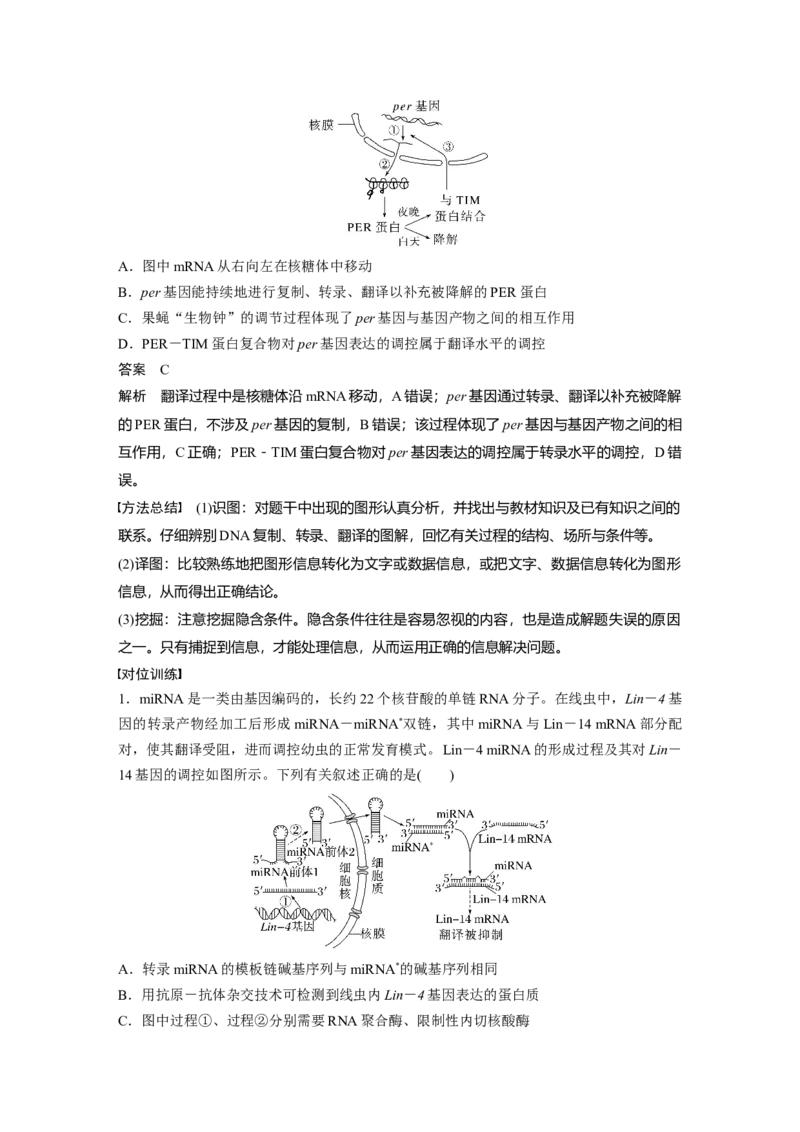 2024年高考生物一轮复习（新人教版）第6单元　微专题四　基因表达调控_09高考生物_2024年新高考资料_1.2024一轮复习_2024年高考生物一轮复习讲义（新人教版）