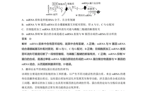 2024年高考生物一轮复习（新人教版）第6单元　微专题四　基因表达调控_09高考生物_2024年新高考资料_1.2024一轮复习_2024年高考生物一轮复习讲义（新人教版）