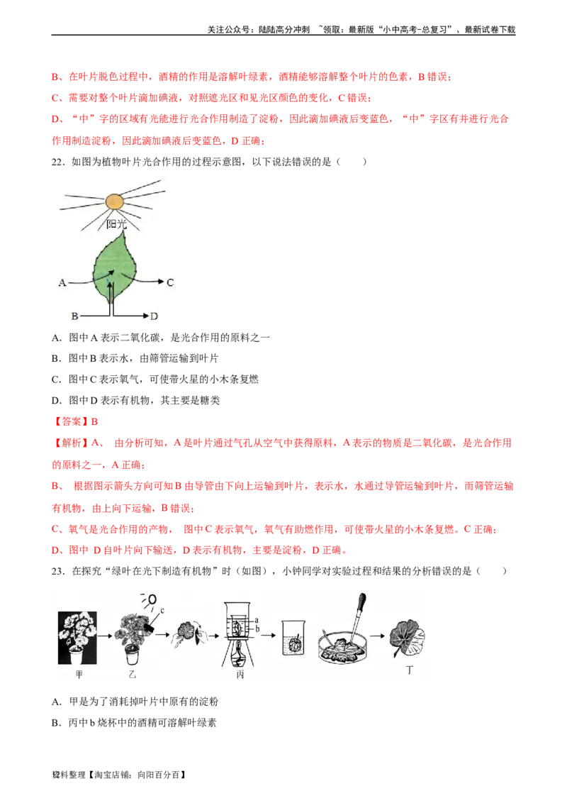 专题07绿色植物的光合作用（习题精练）（解析版）_02中考总复习（2026版更新中）_08-生物-中考总复习_2024年中考复习资料_一轮复习_配套练习（原卷版+解析版）_答案解析版