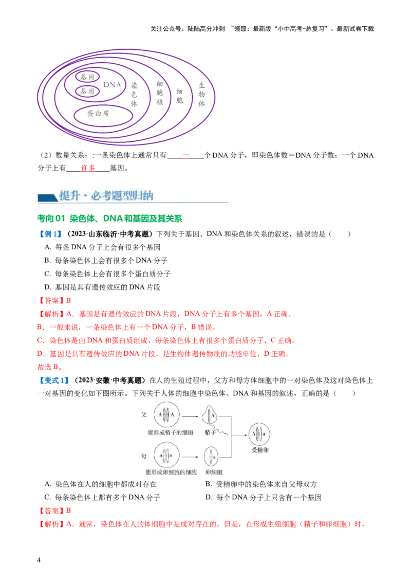 专题21生物的遗传和变异（讲义）（解析版）_02中考总复习（2026版更新中）_08-生物-中考总复习_2024年中考复习资料_一轮复习_❤2024年中考生物一轮复习讲练测（全国通用）_讲义