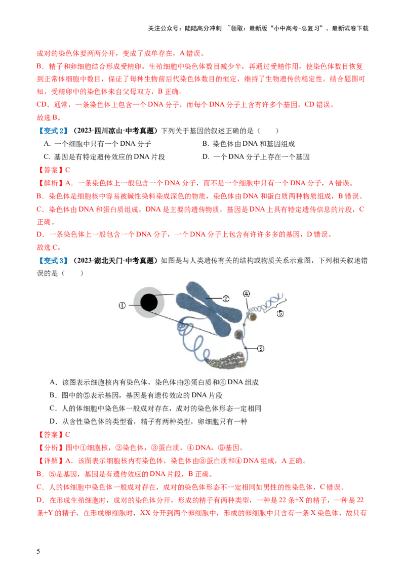 专题21生物的遗传和变异（讲义）（解析版）_02中考总复习（2026版更新中）_08-生物-中考总复习_2024年中考复习资料_一轮复习_❤2024年中考生物一轮复习讲练测（全国通用）_讲义