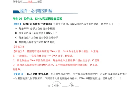 专题21生物的遗传和变异（讲义）（解析版）_02中考总复习（2026版更新中）_08-生物-中考总复习_2024年中考复习资料_一轮复习_❤2024年中考生物一轮复习讲练测（全国通用）_讲义