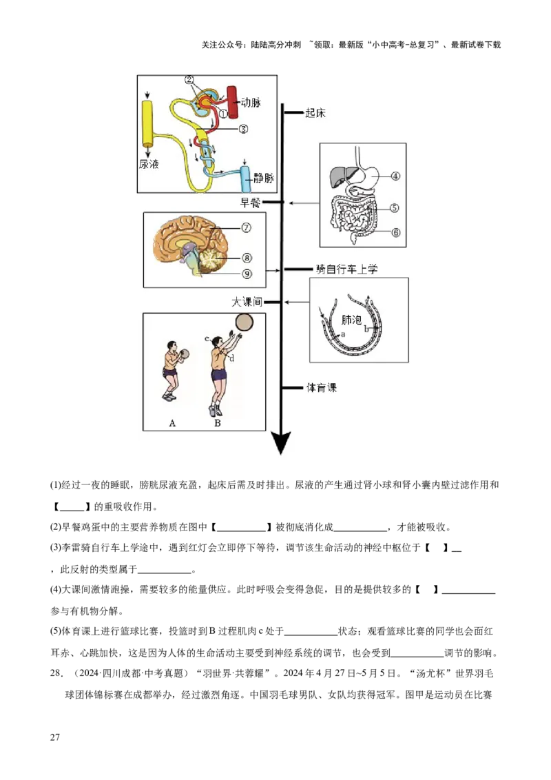 专题07人体生命活动的调节（全国通用）（原卷版）_02中考总复习（2026版更新中）_08-生物-中考总复习_2026年中考复习（更新中）