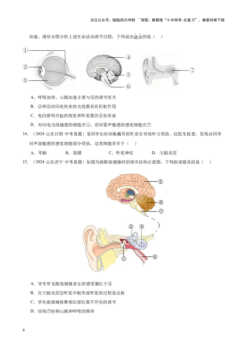 专题07人体生命活动的调节（全国通用）（原卷版）_02中考总复习（2026版更新中）_08-生物-中考总复习_2026年中考复习（更新中）