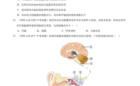 专题07人体生命活动的调节（全国通用）（原卷版）_02中考总复习（2026版更新中）_08-生物-中考总复习_2026年中考复习（更新中）