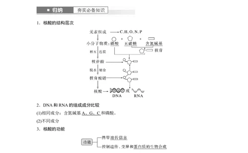 2024年高考生物一轮复习（新人教版）第1单元　第4课时　核酸是遗传信息的携带者、有机物的鉴定_09高考生物_2024年新高考资料_1.2024一轮复习_2024年高考生物一轮复习讲义（新人教版）