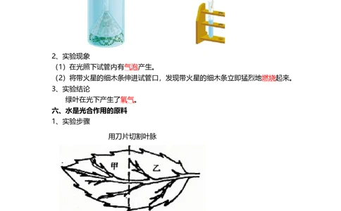 专题07绿色植物的光合作用（背记帮）-备战2024年中考生物一轮复习考点帮_02中考总复习（2026版更新中）_08-生物-中考总复习_2024年中考复习资料_一轮复习_必背考点