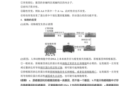 2024年高考生物一轮复习（新人教版）第7单元　第1课时　基因突变与基因重组_09高考生物_2024年新高考资料_1.2024一轮复习_2024年高考生物一轮复习讲义（新人教版）
