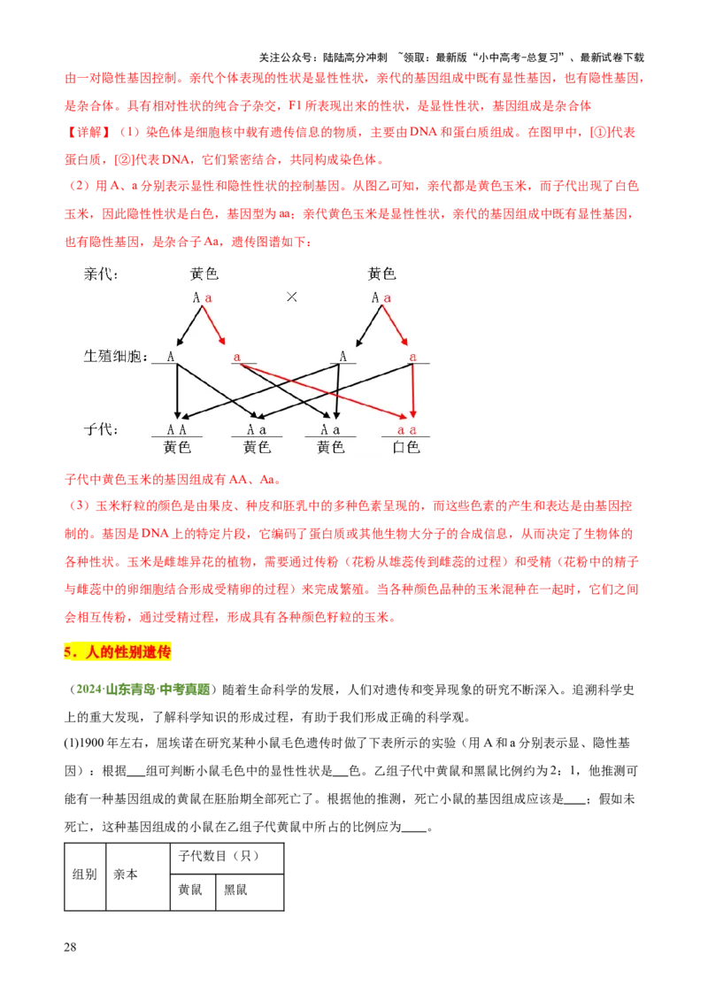 专题06生物的生殖发育、遗传和进化（3大答题模板）（解析版）_02中考总复习（2026版更新中）_08-生物-中考总复习_2025中考复习资料_2025年中考生物答题方法模板
