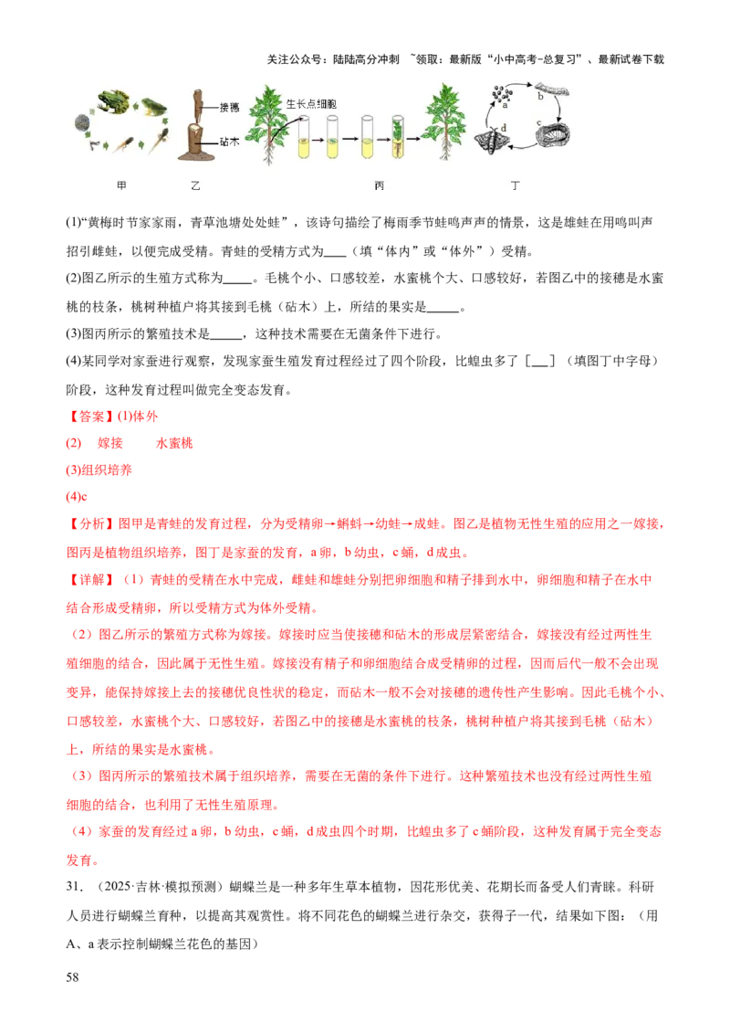 专题06生物的生殖发育、遗传和进化（3大答题模板）（解析版）_02中考总复习（2026版更新中）_08-生物-中考总复习_2025中考复习资料_2025年中考生物答题方法模板