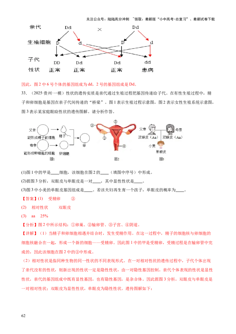 专题06生物的生殖发育、遗传和进化（3大答题模板）（解析版）_02中考总复习（2026版更新中）_08-生物-中考总复习_2025中考复习资料_2025年中考生物答题方法模板