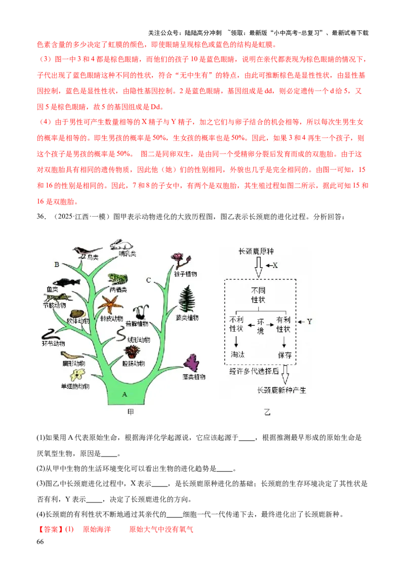 专题06生物的生殖发育、遗传和进化（3大答题模板）（解析版）_02中考总复习（2026版更新中）_08-生物-中考总复习_2025中考复习资料_2025年中考生物答题方法模板
