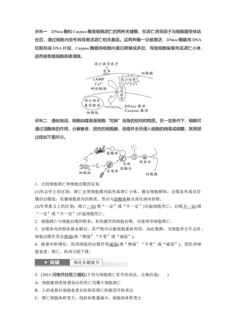 2024年高考生物一轮复习（新人教版）第4单元　第5课时　细胞的分化、衰老和死亡_09高考生物_2024年新高考资料_1.2024一轮复习_2024年高考生物一轮复习讲义（新人教版）