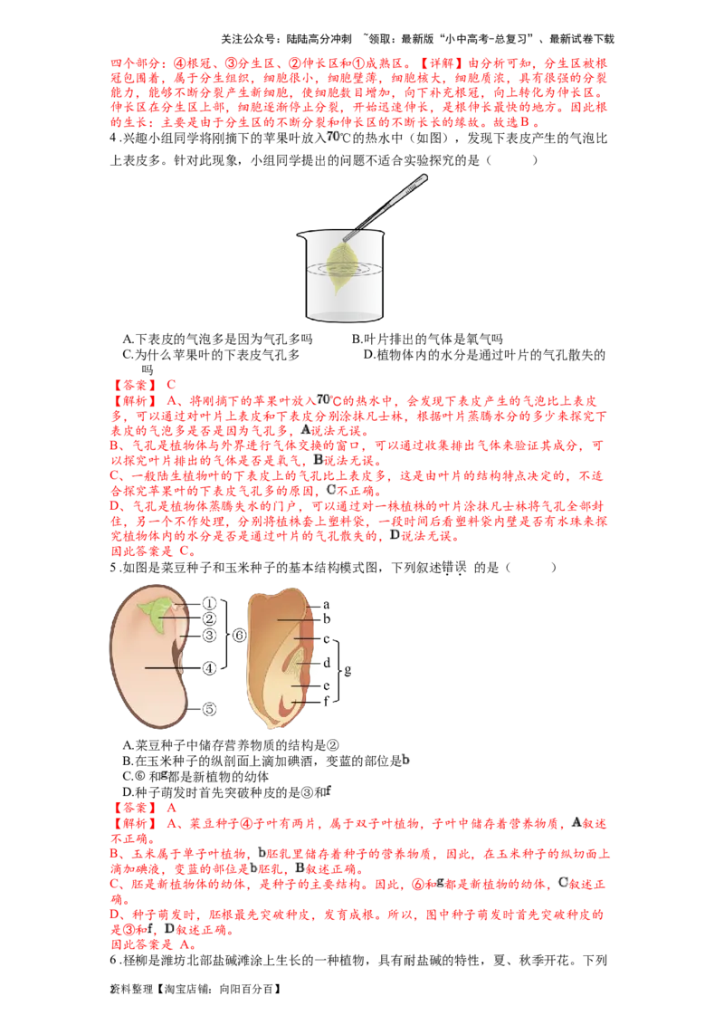 专题07被子植物的一生（解析版）_02中考总复习（2026版更新中）_08-生物-中考总复习_2024年中考复习资料_一轮复习_配套练习_教师版（含答案解析）
