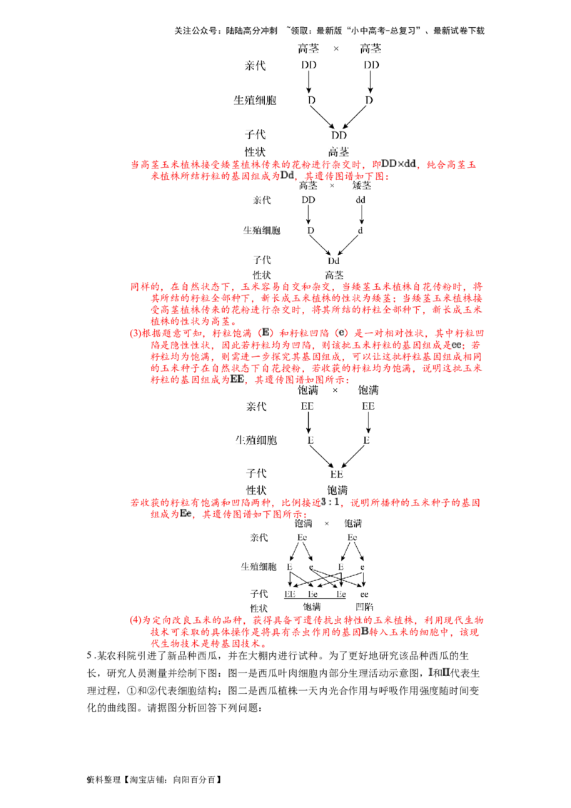 专题07被子植物的一生（解析版）_02中考总复习（2026版更新中）_08-生物-中考总复习_2024年中考复习资料_一轮复习_配套练习_教师版（含答案解析）