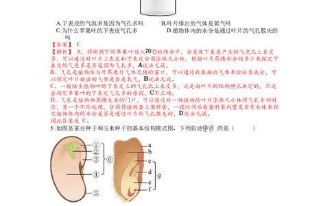 专题07被子植物的一生（解析版）_02中考总复习（2026版更新中）_08-生物-中考总复习_2024年中考复习资料_一轮复习_配套练习_教师版（含答案解析）