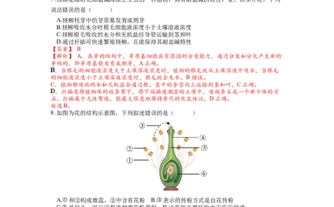 专题07被子植物的一生（解析版）_02中考总复习（2026版更新中）_08-生物-中考总复习_2024年中考复习资料_一轮复习_配套练习_教师版（含答案解析）