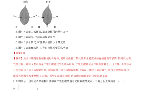 专题07绿色植物的光合作用（练习）（解析版）_02中考总复习（2026版更新中）_08-生物-中考总复习_2024年中考复习资料_一轮复习_❤2024年中考生物一轮复习讲练测（全国通用）_练习