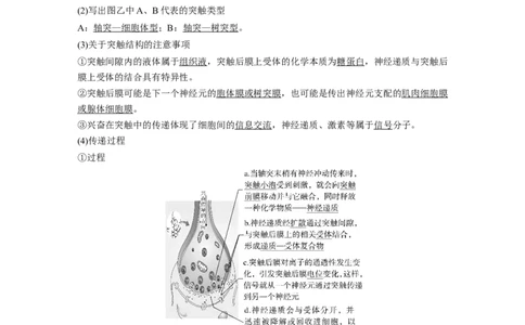 2024年高考生物一轮复习（新人教版）第8单元　第3课时　神经冲动的产生、传导和传递_09高考生物_2024年新高考资料_1.2024一轮复习_2024年高考生物一轮复习讲义（新人教版）