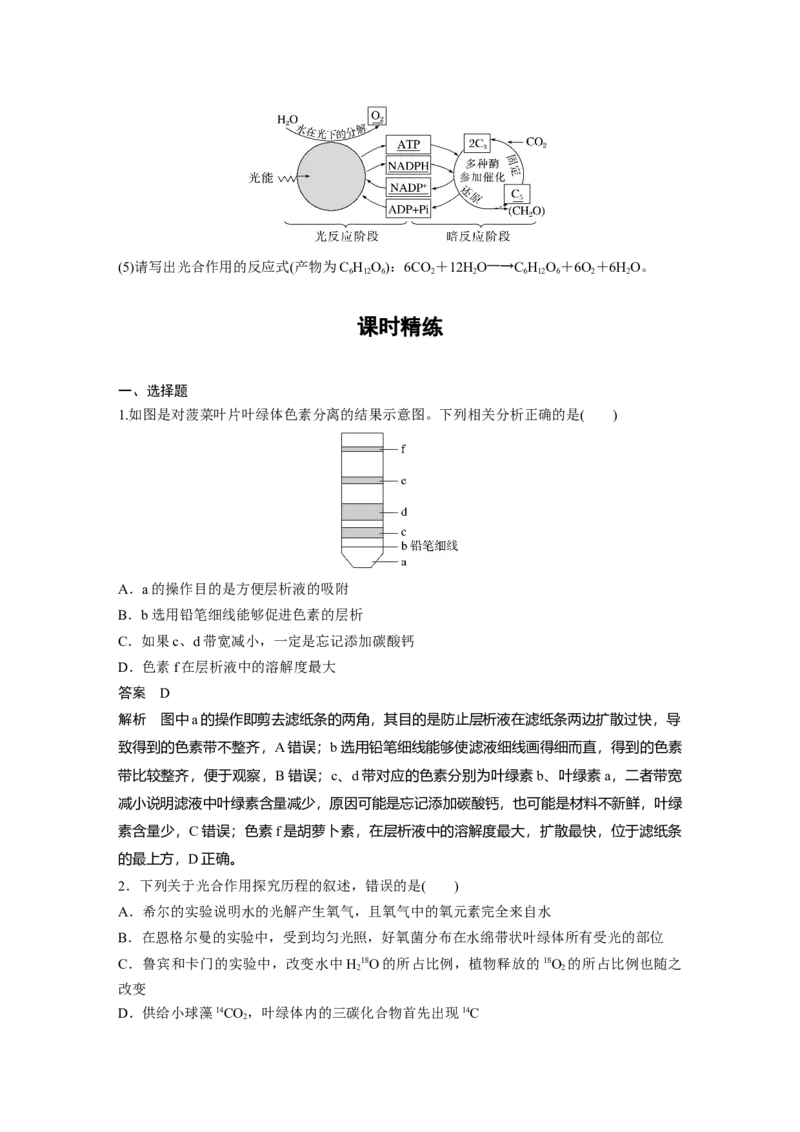 2024年高考生物一轮复习（新人教版）第3单元　第5课时　捕获光能的色素和结构及光合作用的原理_09高考生物_2024年新高考资料_1.2024一轮复习_2024年高考生物一轮复习讲义（新人教版）