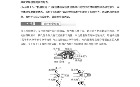 2024年高考生物一轮复习（新人教版）第2单元　第3课时　细胞核的结构和功能_09高考生物_2024年新高考资料_1.2024一轮复习_2024年高考生物一轮复习讲义（新人教版）